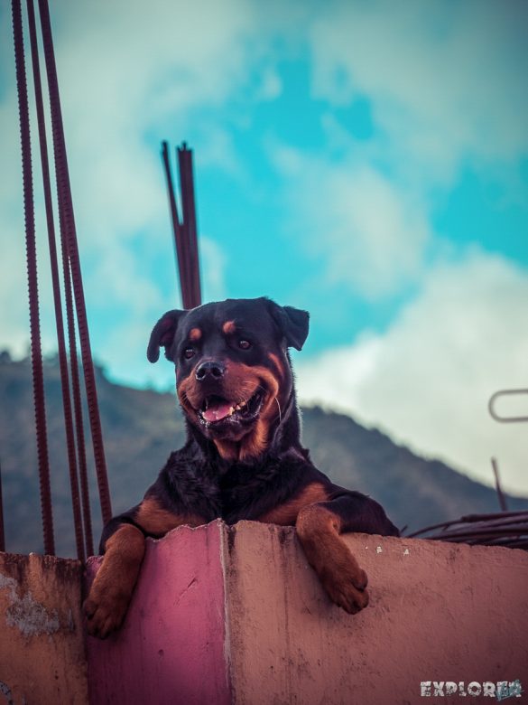 Ecuador Banos Dog Backpacking backpacker Travel