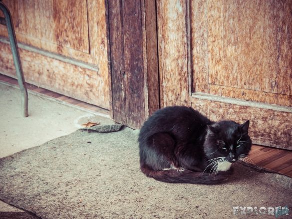 Ecuador Banos Mirador Cat Backpacking backpacker Travel