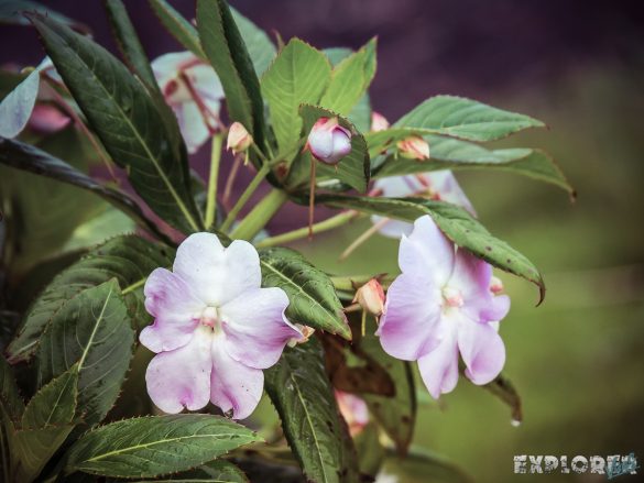 Ecuador Banos Mirador Flowers Backpacking backpacker Travel