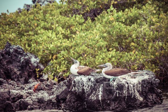 Ecuador Isabela Galapagos Boobies Backpacking Backpacker Travel