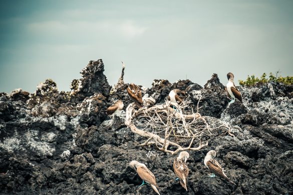 Ecuador Isabela Galapagos Boobies Backpacking Backpacker Travel