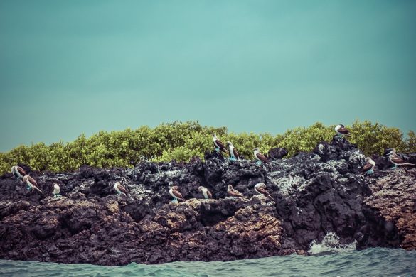 Ecuador Isabela Galapagos Boobies Backpacking Backpacker Travel