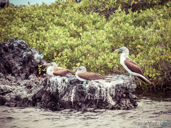 Ecuador Isabela Galapagos Boobies Backpacking Backpacker Travel