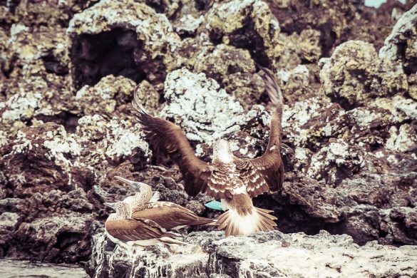Ecuador Isabela Galapagos Boobies Las Tintoreras Backpacking Backpacker Travel