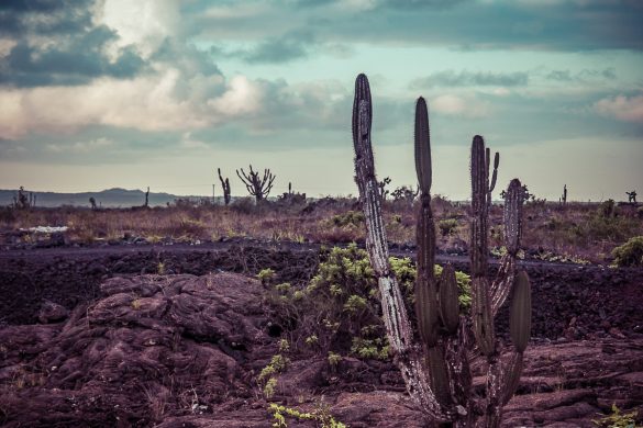 Ecuador Isabela Galapagos City Limits Backpacking Backpacker Travel