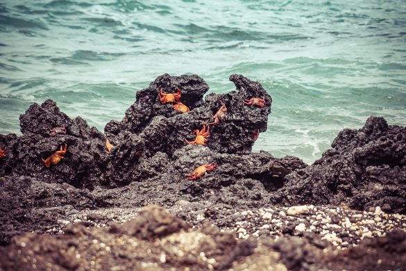 Ecuador Isabela Galapagos Crab Las Tintoreras Backpacking Backpacker Travel