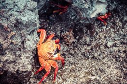 Ecuador Isabela Galapagos Crab Las Tintoreras Backpacking Backpacker Travel