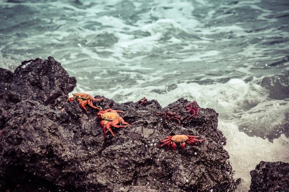 Ecuador Isabela Galapagos Crab Las Tintoreras Backpacking Backpacker Travel
