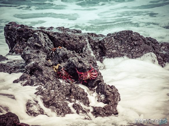 Ecuador Isabela Galapagos Crab Las Tintoreras Backpacking Backpacker Travel
