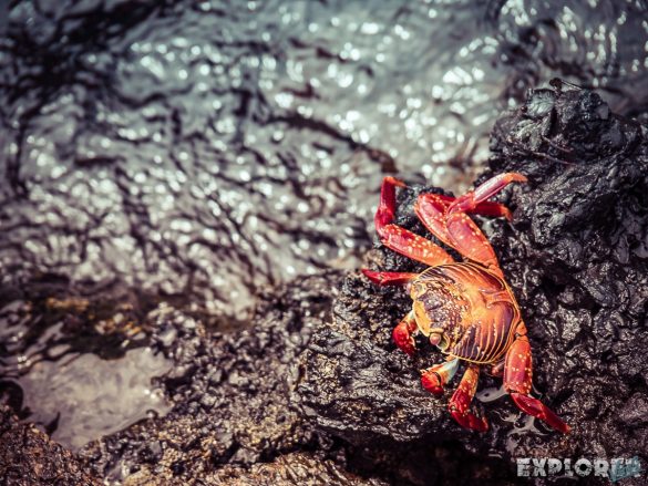 Ecuador Isabela Galapagos Crab Las Tintoreras Backpacking Backpacker Travel