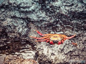 Ecuador Isabela Galapagos Crab Las Tintoreras Backpacking Backpacker Travel