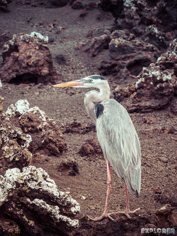 Ecuador Isabela Galapagos Heron Backpacking Backpacker Travel