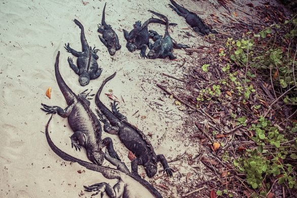 Ecuador Isabela Galapagos Iguana Las Tintoreras Backpacking Backpacker Travel