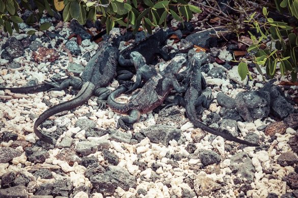 Ecuador Isabela Galapagos Iguana Las Tintoreras Backpacking Backpacker Travel