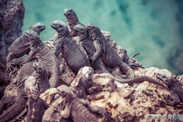 Ecuador Isabela Galapagos Iguana Las Tintoreras Backpacking Backpacker Travel