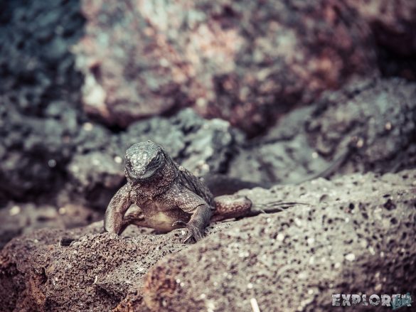 Ecuador Isabela Galapagos Iguana Las Tintoreras Backpacking Backpacker Travel