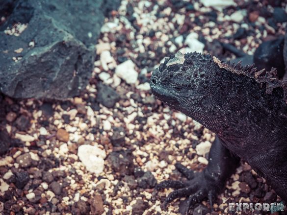 Ecuador Isabela Galapagos Iguana Las Tintoreras Backpacking Backpacker Travel