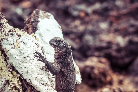 Ecuador Isabela Galapagos Iguana Las Tintoreras Backpacking Backpacker Travel