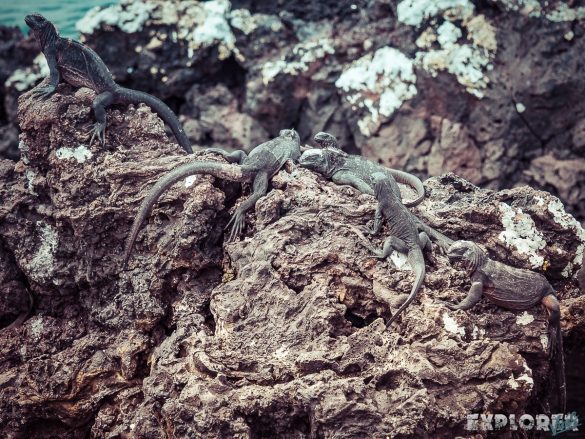 Ecuador Isabela Galapagos Iguana Las Tintoreras Backpacking Backpacker Travel