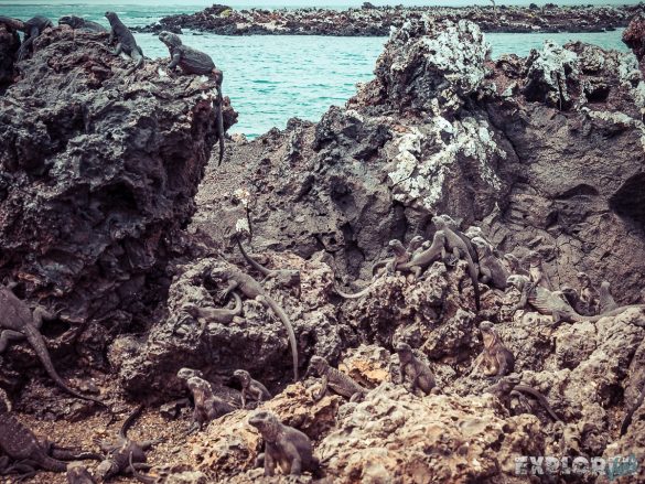 Ecuador Isabela Galapagos Iguana Las Tintoreras Backpacking Backpacker Travel
