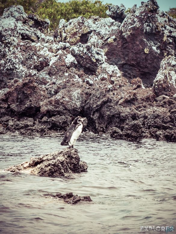 Ecuador Isabela Galapagos Penguin Backpacking Backpacker Travel