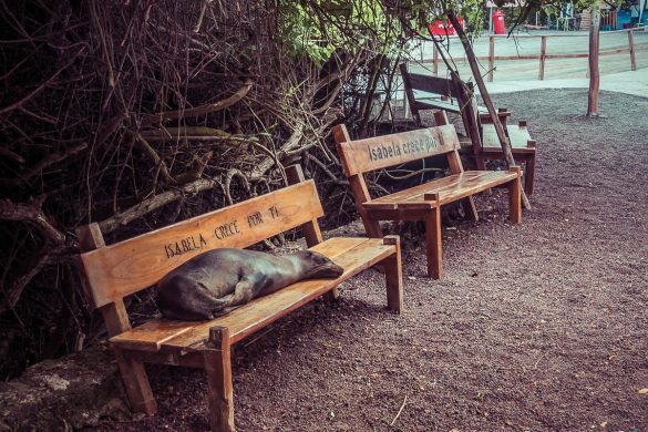 Ecuador Isabela Galapagos Sealion Backpacking Backpacker Travel