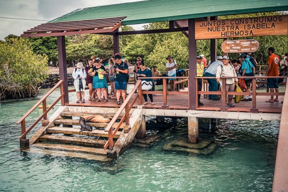 Ecuador Isabela Galapagos Sealion Backpacking Backpacker Travel