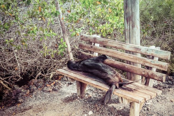 Ecuador Isabela Galapagos Sealion Backpacking Backpacker Travel