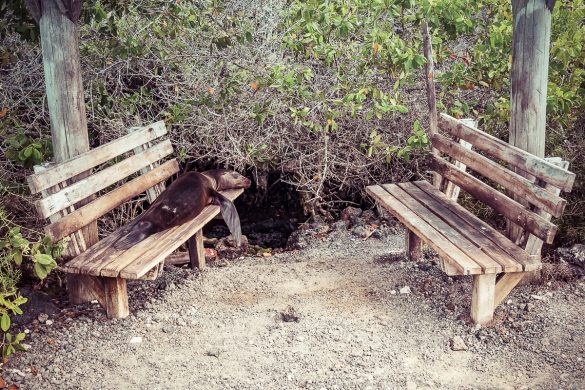 Ecuador Isabela Galapagos Sealion Backpacking Backpacker Travel