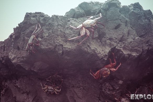 Ecuador Isabela Galapagos Snorkeling Crab Las Tintoreras Backpacking Backpacker Travel
