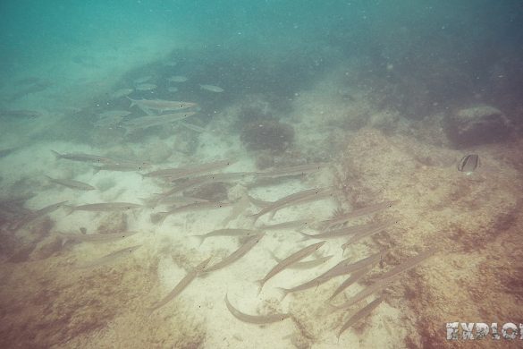Ecuador Isabela Galapagos Snorkeling Fish Las Tintoreras Backpacking Backpacker Travel