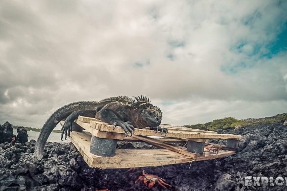 Ecuador Isabela Galapagos Snorkeling Iguana Las Tintoreras Backpacking Backpacker Travel