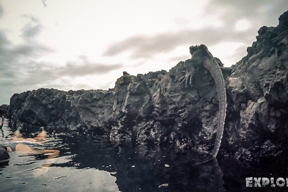 Ecuador Isabela Galapagos Snorkeling Iguana Las Tintoreras Backpacking Backpacker Travel