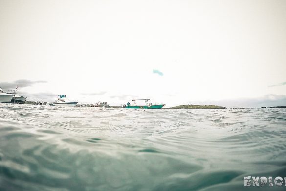 Ecuador Isabela Galapagos Snorkeling Las Tintoreras Backpacking Backpacker Travel