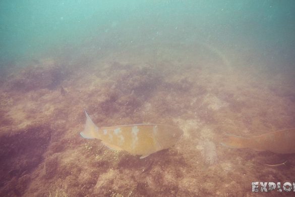 Ecuador Isabela Galapagos Snorkeling Parrotfish Las Tintoreras Backpacking Backpacker Travel