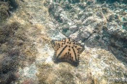 Ecuador Isabela Galapagos Snorkeling Starfish Las Tintoreras Backpacking Backpacker Travel