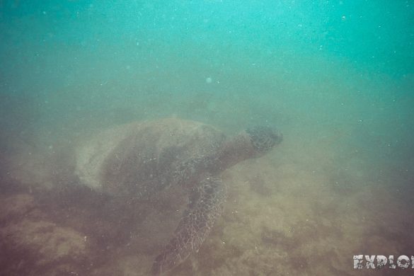 Ecuador Isabela Galapagos Snorkeling Turtle Las Tintoreras Backpacking Backpacker Travel