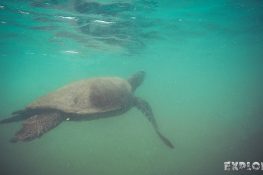 Ecuador Isabela Galapagos Snorkeling Turtle Las Tintoreras Backpacking Backpacker Travel