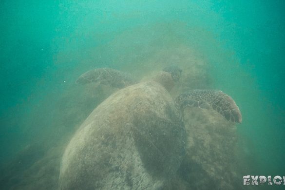 Ecuador Isabela Galapagos Snorkeling Turtle Las Tintoreras Backpacking Backpacker Travel