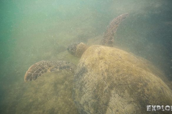 Ecuador Isabela Galapagos Snorkeling Turtle Las Tintoreras Backpacking Backpacker Travel