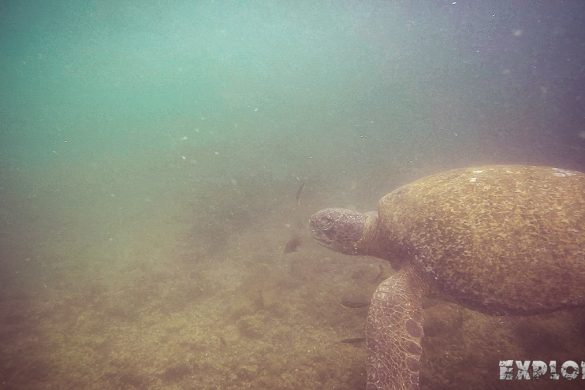 Ecuador Isabela Galapagos Snorkeling Turtle Las Tintoreras Backpacking Backpacker Travel