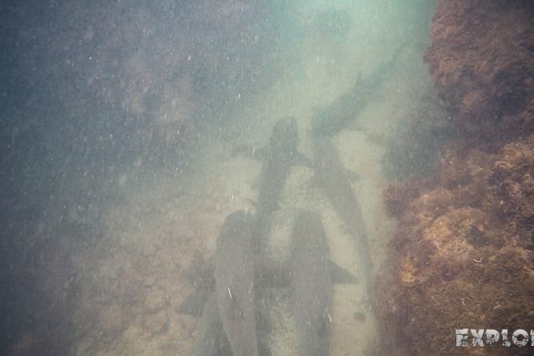 Ecuador Isabela Galapagos Snorkeling Whitetip Shark Las Tintoreras Backpacking Backpacker Travel