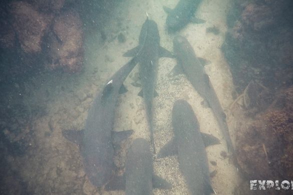 Ecuador Isabela Galapagos Snorkeling Whitetip Shark Las Tintoreras Backpacking Backpacker Travel