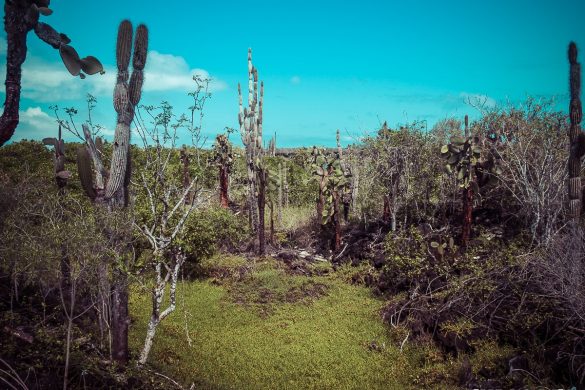 Ecuador Santa Cruz Galapagos Backpacking Backpacker Travel