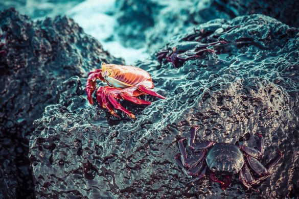 Ecuador Santa Cruz Galapagos Beach Crabs Backpacking Backpacker Travel