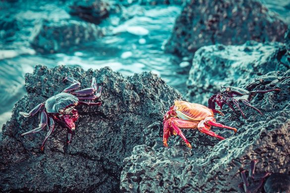 Ecuador Santa Cruz Galapagos Beach Crabs Backpacking Backpacker Travel