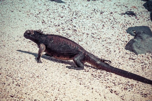 Ecuador Santa Cruz Galapagos Beach Iguana Backpacking Backpacker Travel