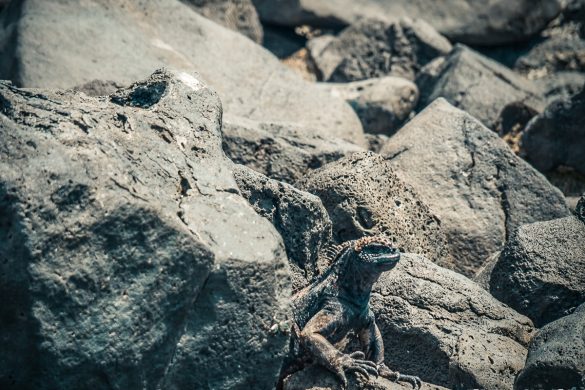 Ecuador Santa Cruz Galapagos Beach Iguana Backpacking Backpacker Travel