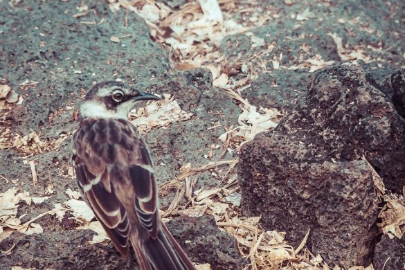 Ecuador Santa Cruz Galapagos Darwin Station Bird Backpacking Backpacker Travel