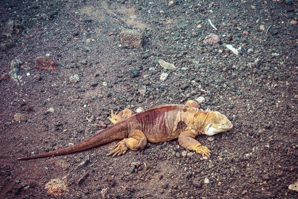 Ecuador Santa Cruz Galapagos Darwin Station Iguana Backpacking Backpacker Travel